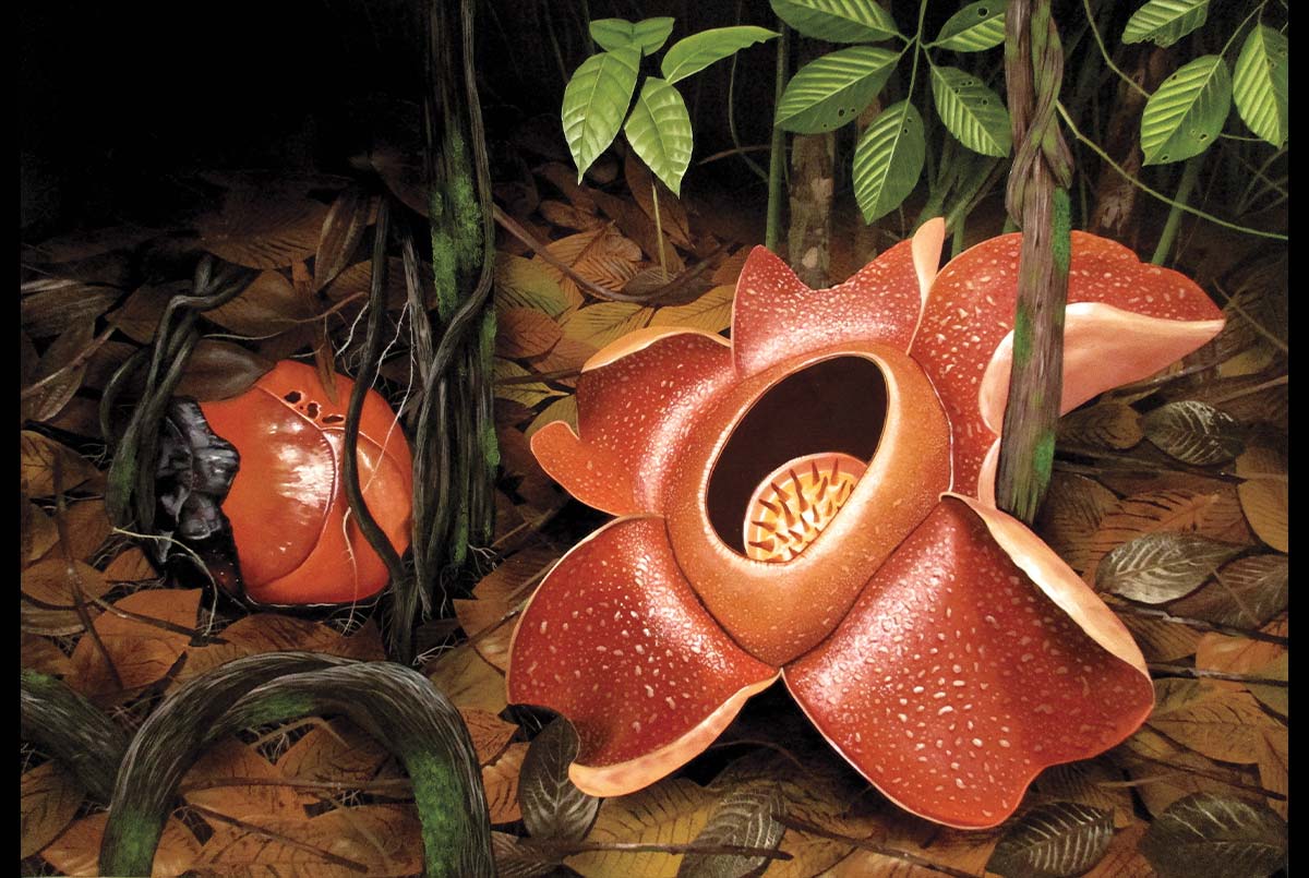 Image of a large red-petal flower