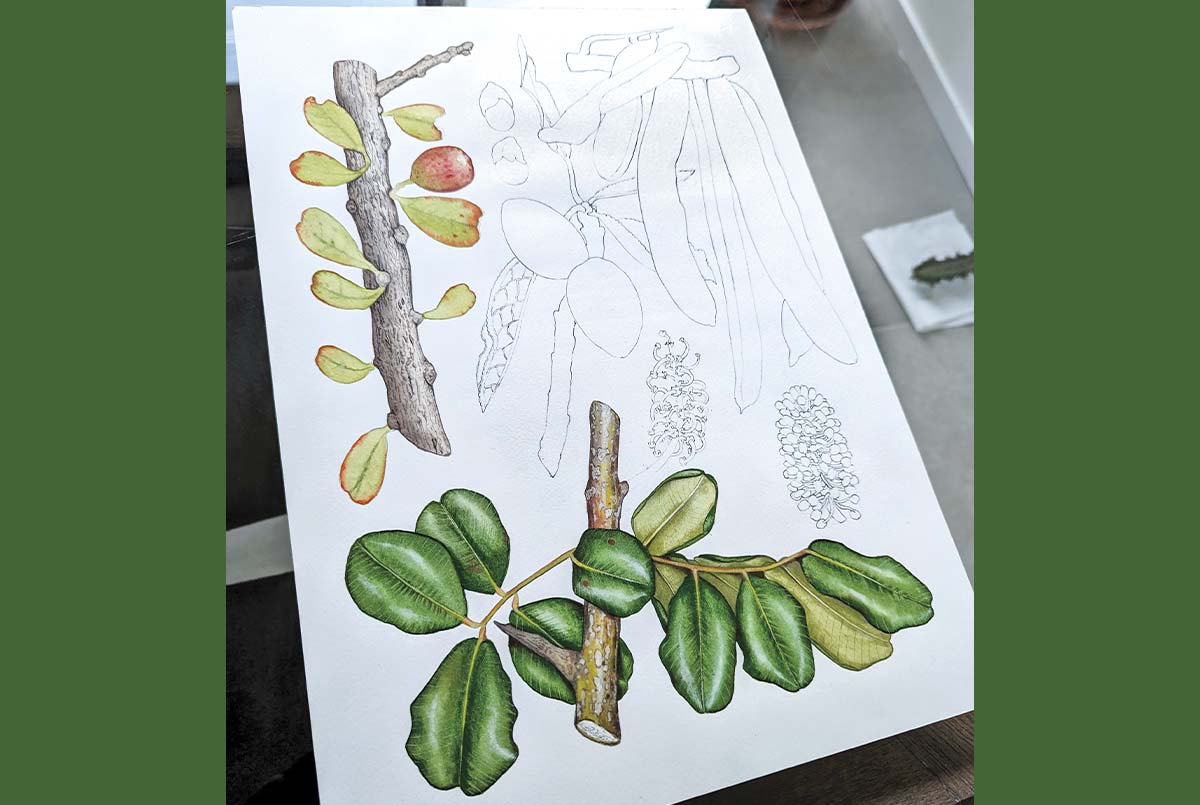 Colored illustrations of a plant