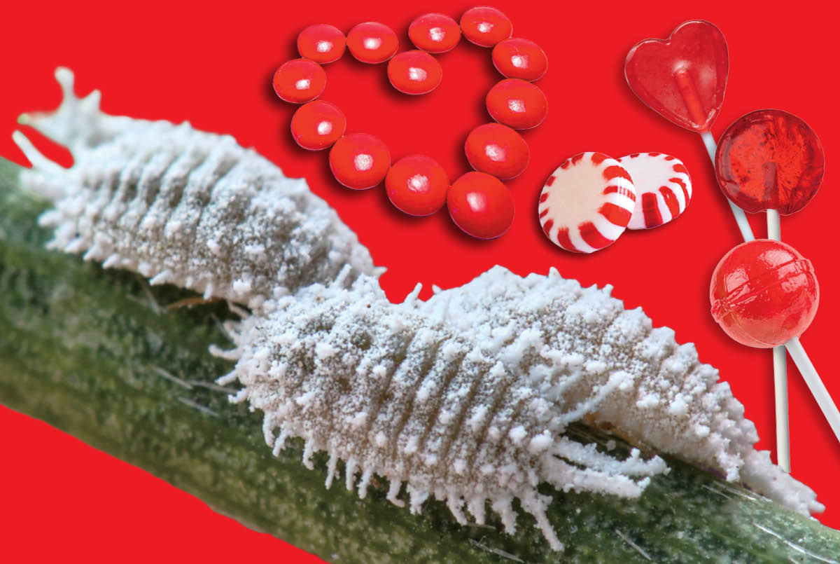 Image of different kinds of red candy next to white slug-like bugs