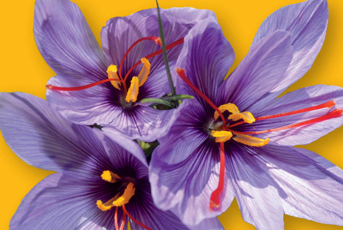Image of purple, yellow, and red flowers in bloom